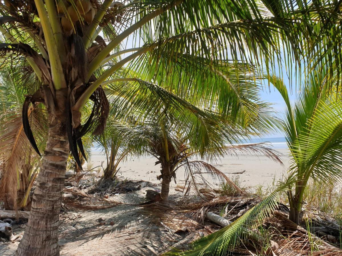 Palmetto Lodge Playa San Miguel エクステリア 写真